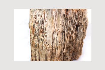 Foto - 9 - Rochas e fósseis PT.1