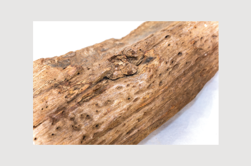 Foto - 9 - Rochas e fósseis PT.1