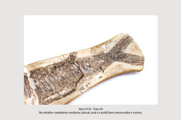 Foto - 10 - Rochas e fósseis PT. 2