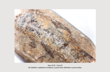 Foto - 10 - Rochas e fósseis PT. 2