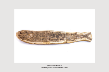 Foto - 10 - Rochas e fósseis PT. 2