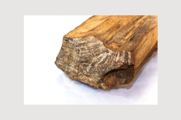 Foto - 9 - Rochas e fósseis PT.1