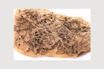 Foto - 9 - Rochas e fósseis PT.1