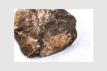 Foto - 9 - Rochas e fósseis PT.1