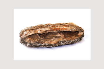 Foto - 9 - Rochas e fósseis PT.1