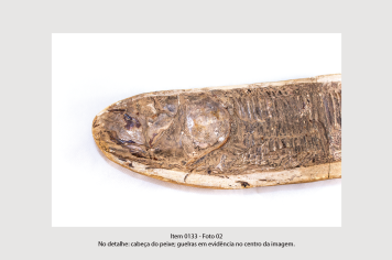 Foto - 10 - Rochas e fósseis PT. 2