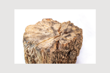 Foto - 9 - Rochas e fósseis PT.1