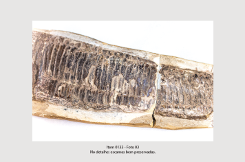 Foto - 10 - Rochas e fósseis PT. 2