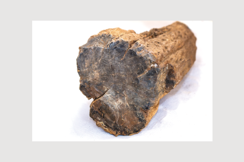 Foto - 9 - Rochas e fósseis PT.1