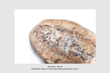 Foto - 10 - Rochas e fósseis PT. 2