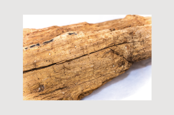 Foto - 9 - Rochas e fósseis PT.1