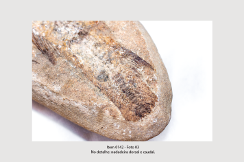 Foto - 10 - Rochas e fósseis PT. 2