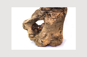 Foto - 9 - Rochas e fósseis PT.1