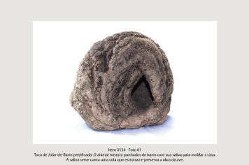 Foto - 10 - Rochas e fósseis PT. 2