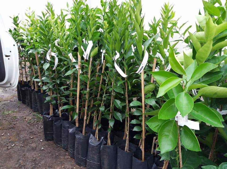 Abertas inscrições para pedidos de mudas frutíferas.