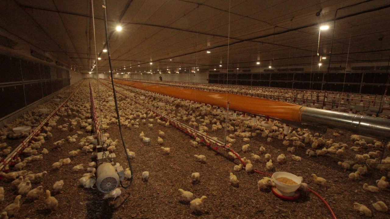 Aratiba amplia investimentos na Avicultura