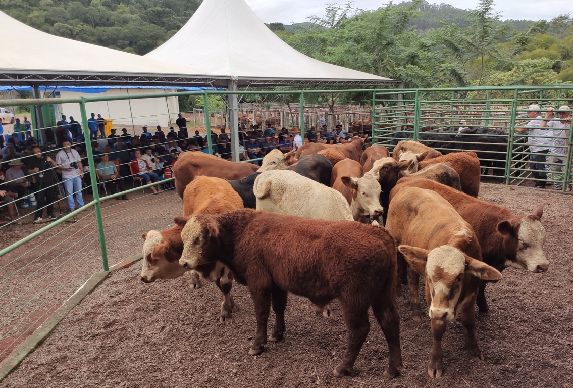 Remate de gado de corte de Aratiba tem sucesso de vendas