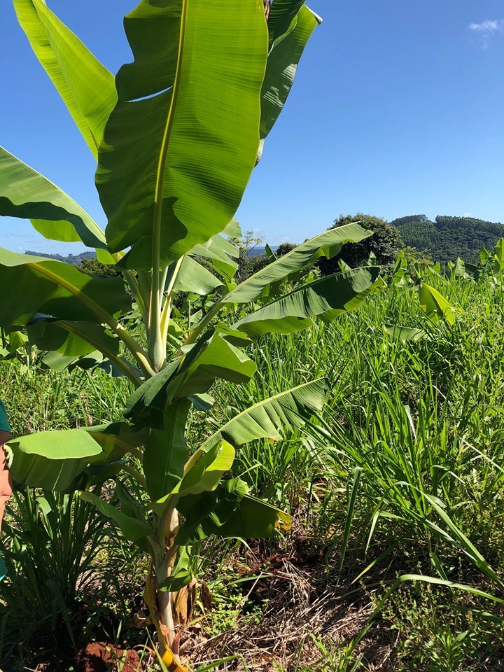 Projeto de incentivo a produção de bananas já vem mostrando resultados positivos.