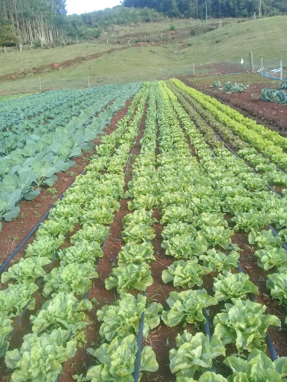 Agroecologia: um potencial regional em prol de alimentação saudável e geração de renda.