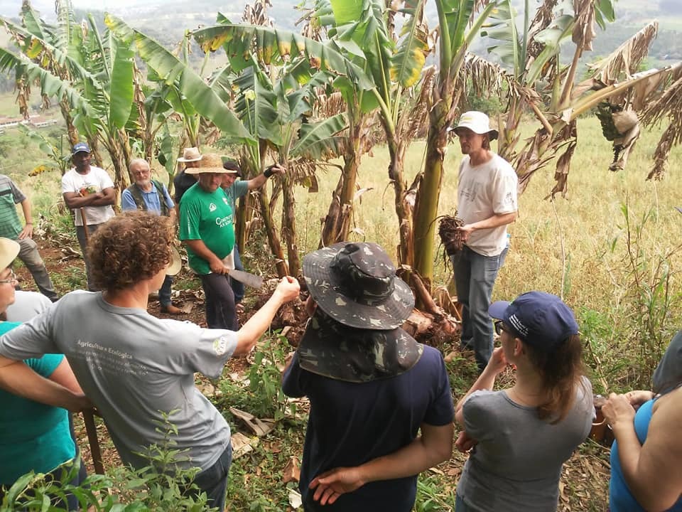 Governo de Aratiba incentiva produção de bananas orgânicas