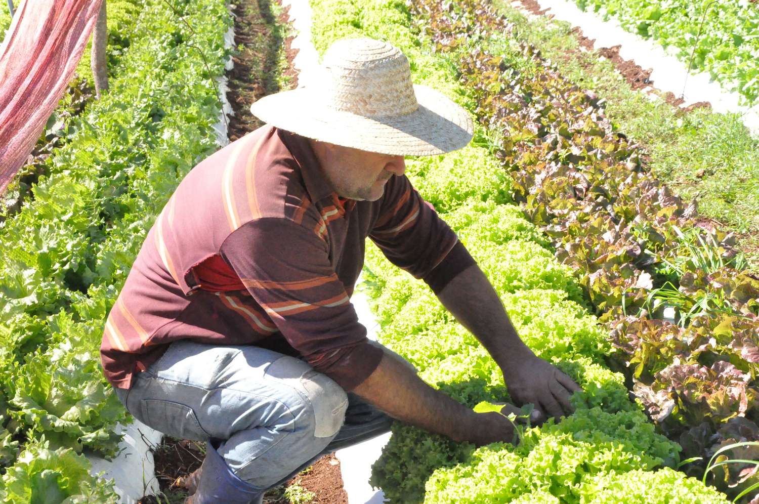 Pacto por Aratiba vai repassar R$ 2 milhões aos agricultores no primeiro ano