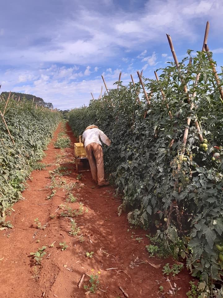 Aratiba deve colher mil toneladas de tomates