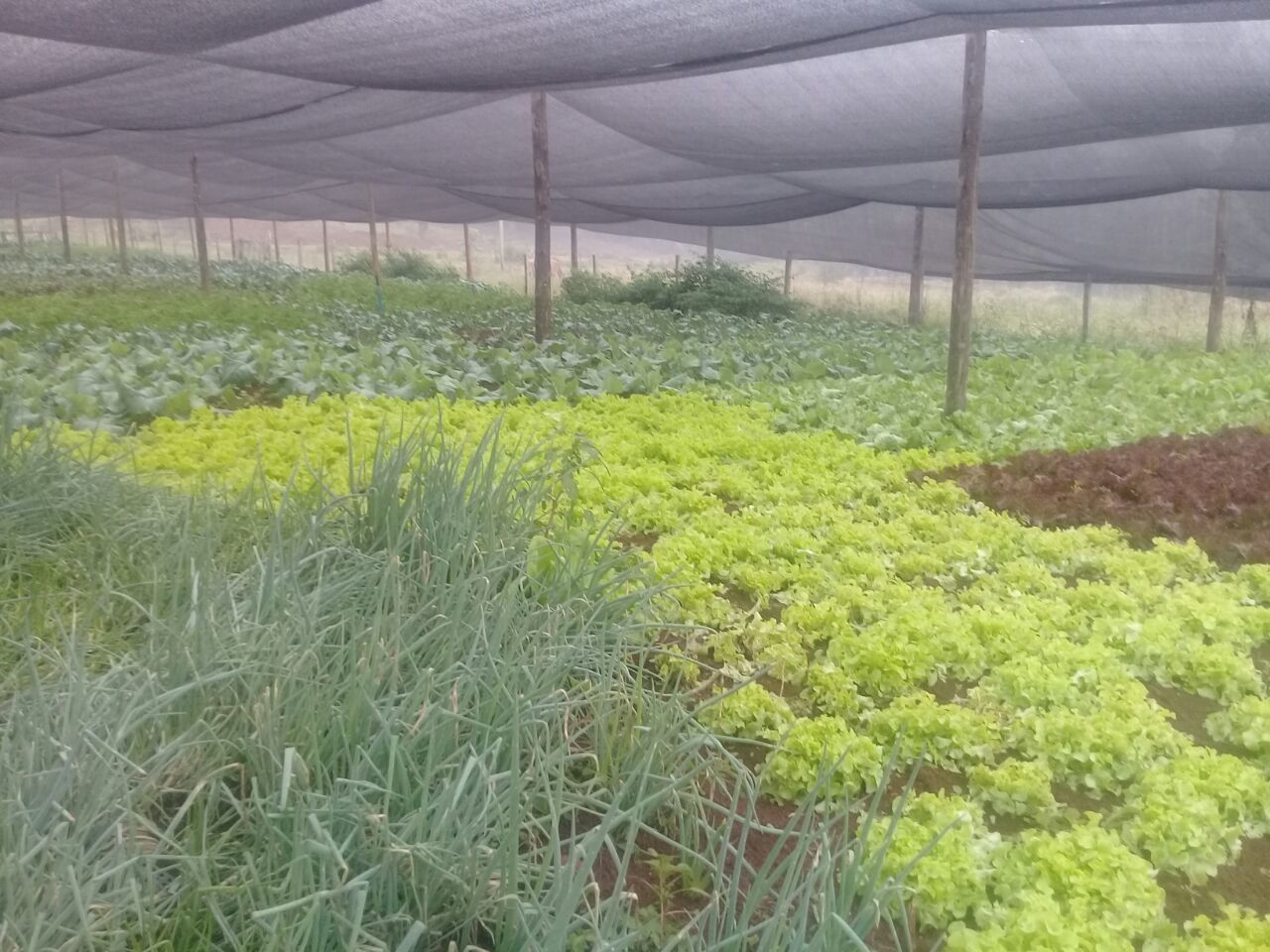Avanços e desafios em Agroecologia: onde e como chegar, parte do princípio de começar