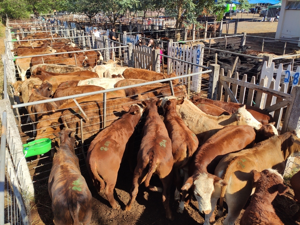 Remate de bovinos de corte supera expectativas e fecha 100% das vendas