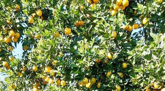 Prefeitura investe e Aratiba já é segundo maior produtor de laranjas do estado