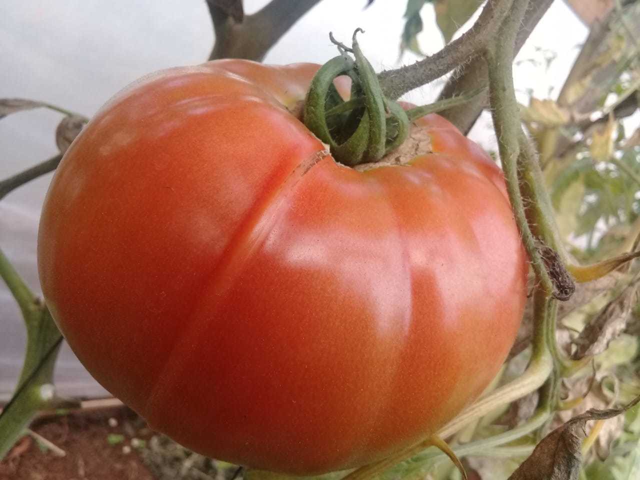 Agroecologia: um projeto ousado que está dando certo.