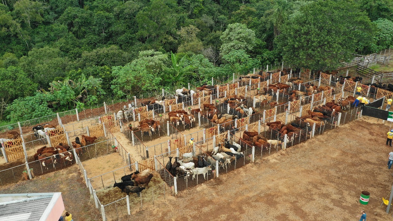 Remate de bovinos de corte de Aratiba movimenta R$ 800 mil