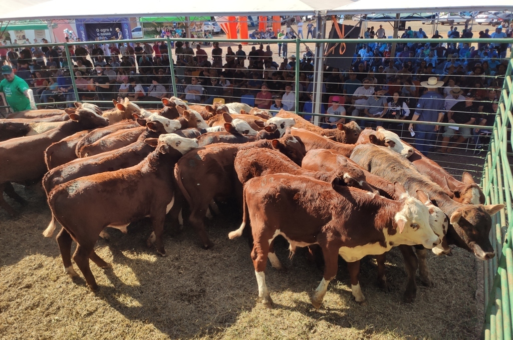 Aratiba realizará remate de bovinos de corte no próximo dia 27