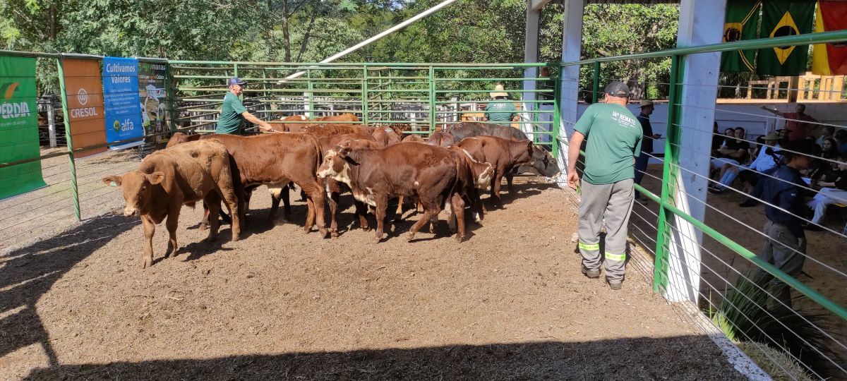REMATE DE BOVINOS DE CORTE SUPERA EXPECTATIVAS E FECHA 100% DAS VENDAS