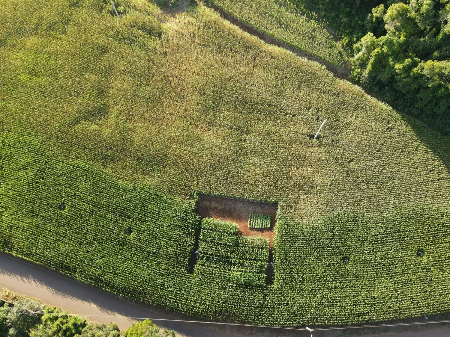 Colheita aponta importância da irrigação em lavoura de milho em Aratiba