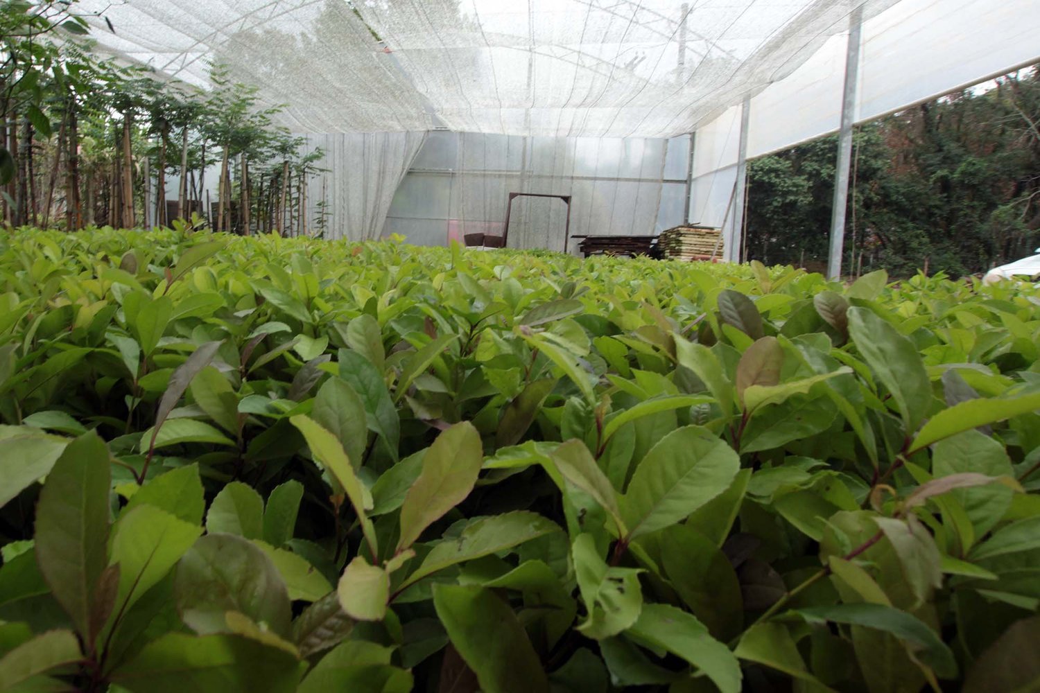Mais de 50 mil mudas de erva-mate são entregues a produtores de Aratiba