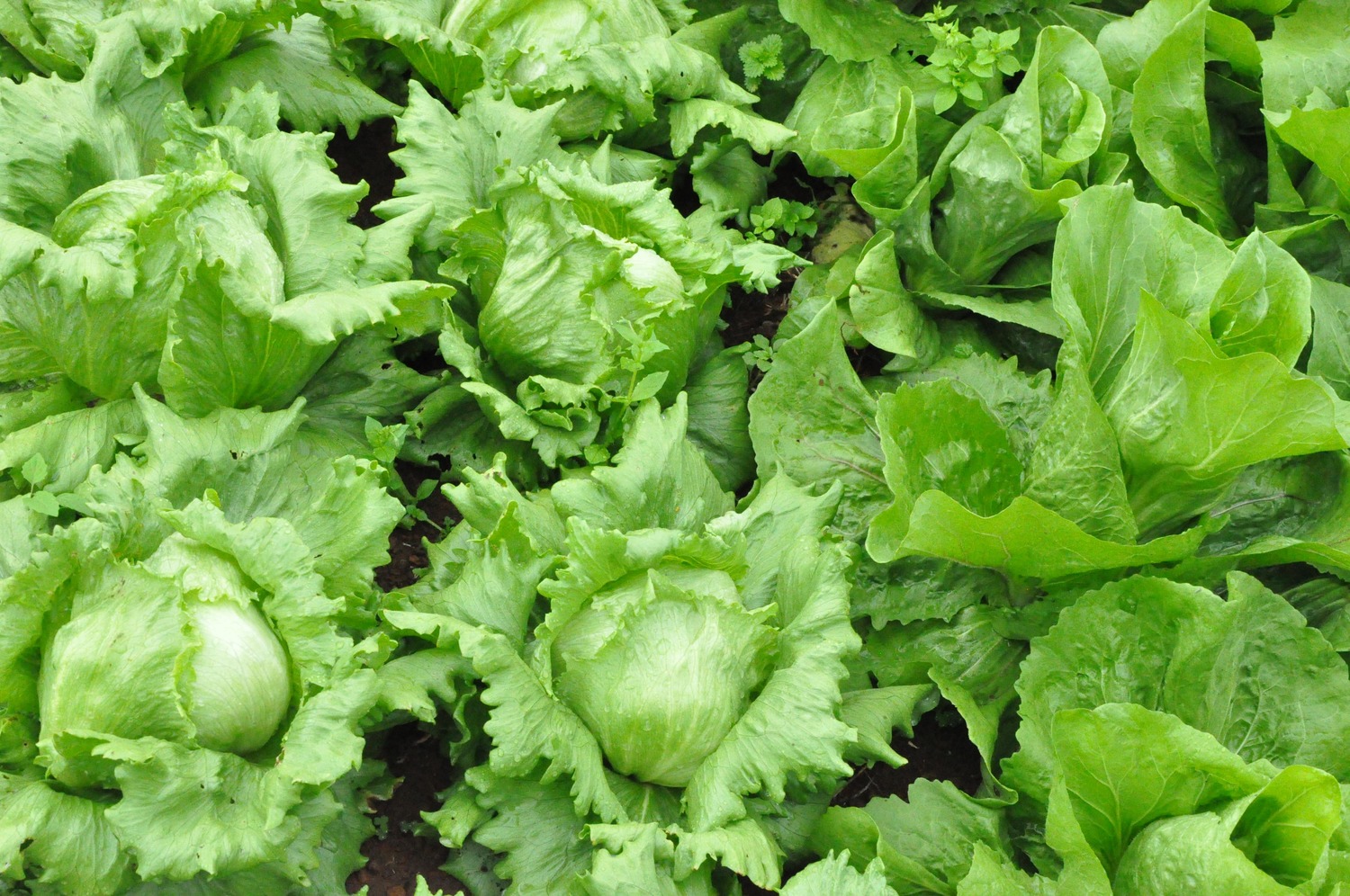 Programa de Incentivo à Produção e ao Consumo de Alimentos Agroecológicos do Município de Aratiba.