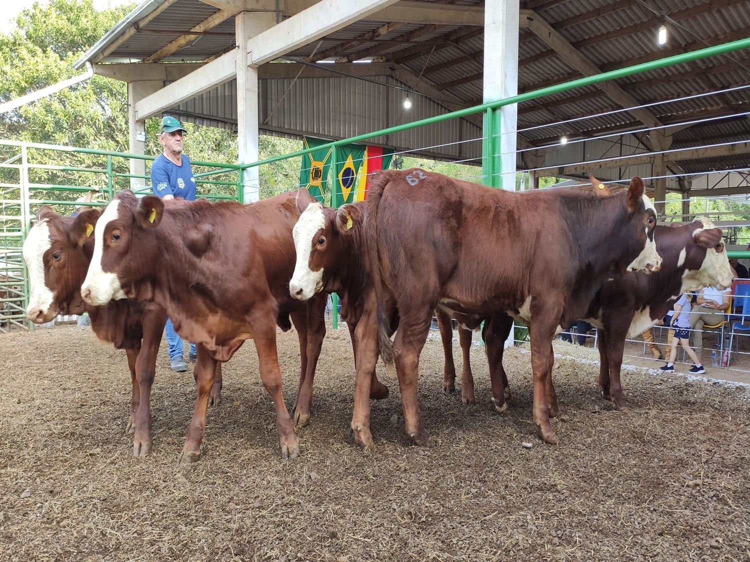 Remate de bovinos de corte em Aratiba gera mais de R$ 1,2 milhão em negócios